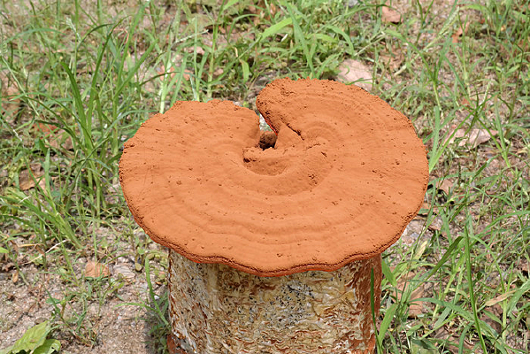 ��֥������