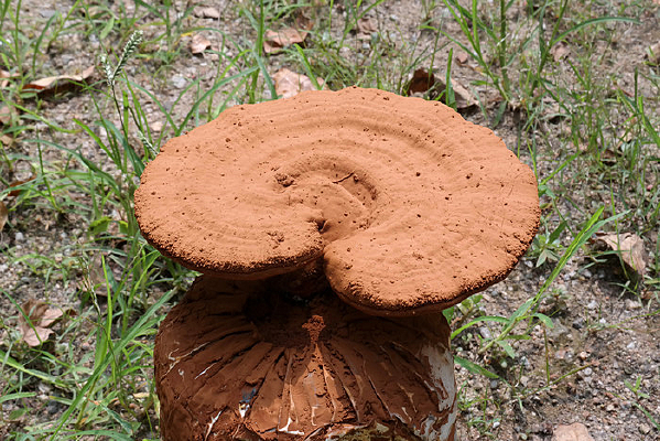 ��ֲ����֥