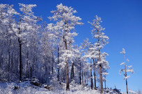 ���˰���������ڡ