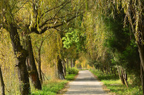 ��������С·���