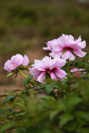 ������ǳ��ɫĵ����