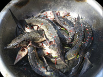 ���ƺ���ʳ��