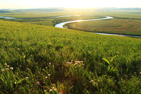 ��ԭ����ֲ����ï