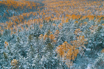 ���Ĵ��˰����ֺ�������ѩ 