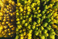 ���Ľ���ï������