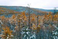 �������ѩ��