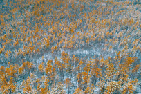 �����ֺ�������ѩ