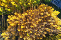 ���������ﾰ�����ģ�