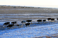 ������ԭţȺ