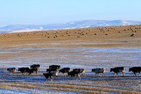 ���ױ���������������ţ