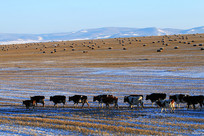 ���ɹź��ױ���ѩɫ����ţȺ 