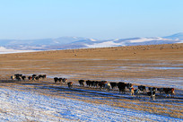 ѩԭ����ţȺ