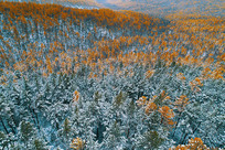 ���˰��������ѩ