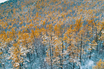 ���˰���ɭ���＾����ѩ��