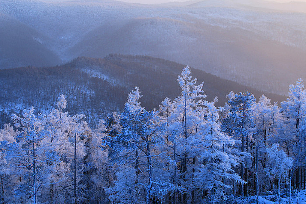 ���˰���ѩ��ɭ����ڡ