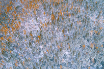 ���˰���ԭʼɭ����ѩ