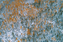 ���Ĳ�����ѩ 