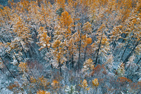 �����ֺ���ѩ