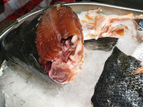 ������ͷ