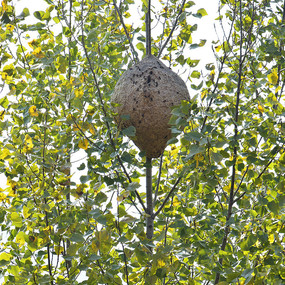 树枝上的蜂巢