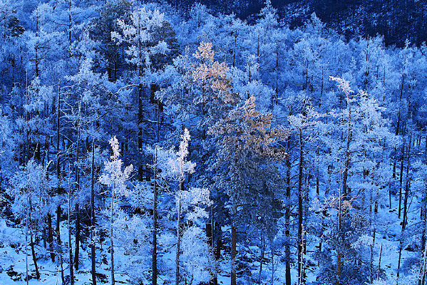 ѩ��ɭ����ڡ