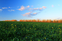 ����ƽԭũ��ũ����