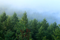 ���˰���ɭ�ֳ�������