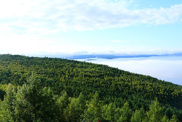 ���˰���ɭ���ƺ�