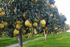 ������ֲ԰