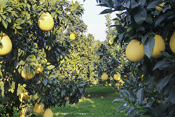 ��ɫ����԰