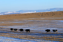 ѩԭ��������ţ