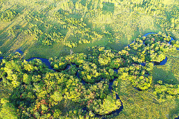 ���Ĵ��˰����＾ɭ��СϪ 