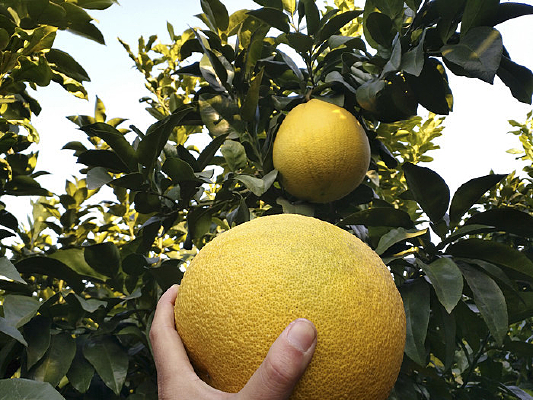 ��԰��ɫ��