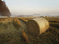 �峿���ﵾ��