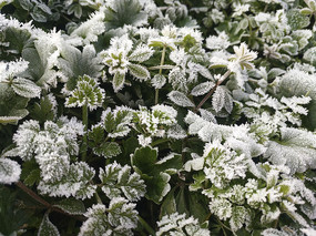 ˪���������