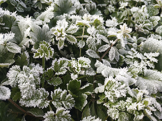 ˪���������