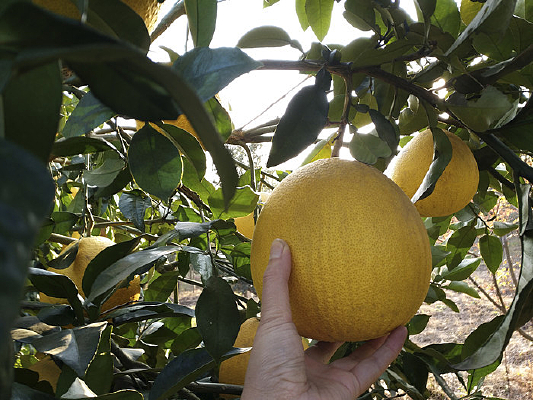 ֦ͷ��Ƥ����