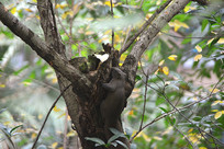 ɽ������֦Ҷ���Ұ���ู����