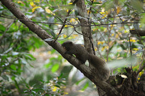 ����֦Ҷ���Ұ������ู����