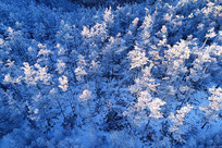 ����ѩ��������ڡ