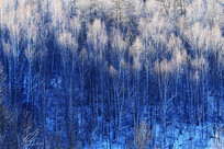 �ֺ�ѩԭ����ѩ��