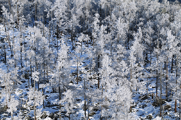 ѩ�����־���