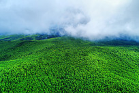 ���˰������ɭ����Դ�羰