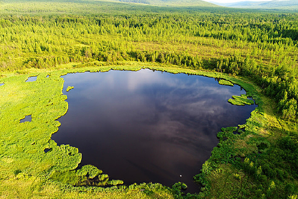 ���˰���ɭ�ֺ����