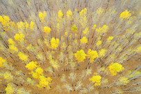 ��������ԭҰ���� 