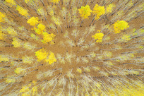 ԭҰ���ֽ�ɫ��Ҷ