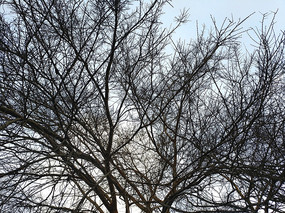 ��������֦