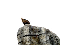 ��ʯ�ϵ�һֻͺ��