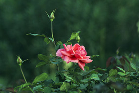 º