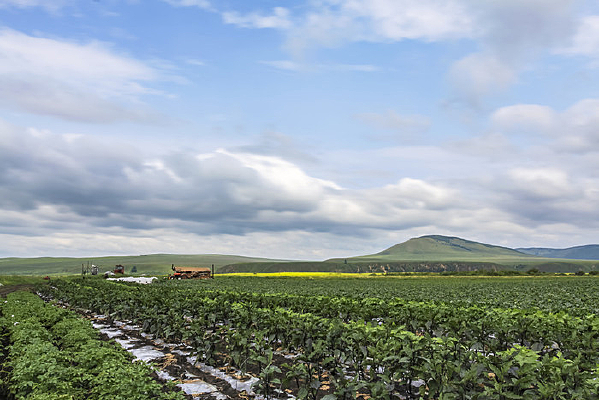 ���ɹ�������